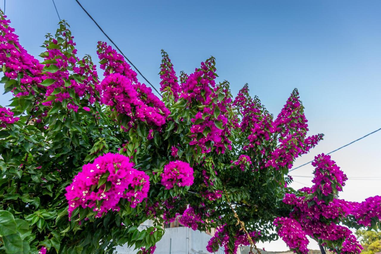 Dimitra House - Corfiot Country Side Getaway