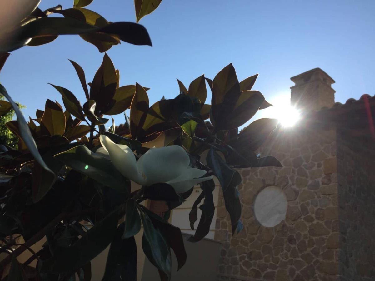 Platanus Gardenhouse *
