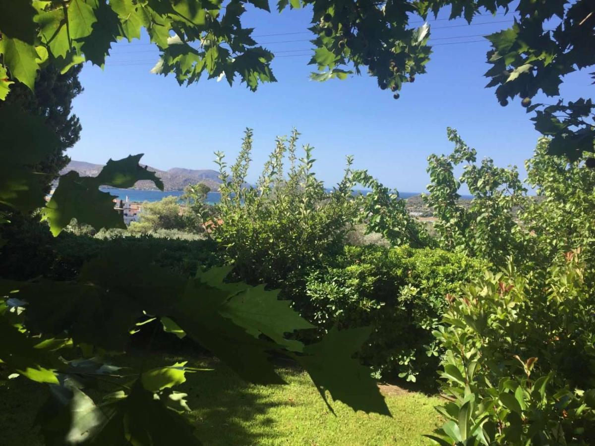 Platanus Gardenhouse Anavyssos