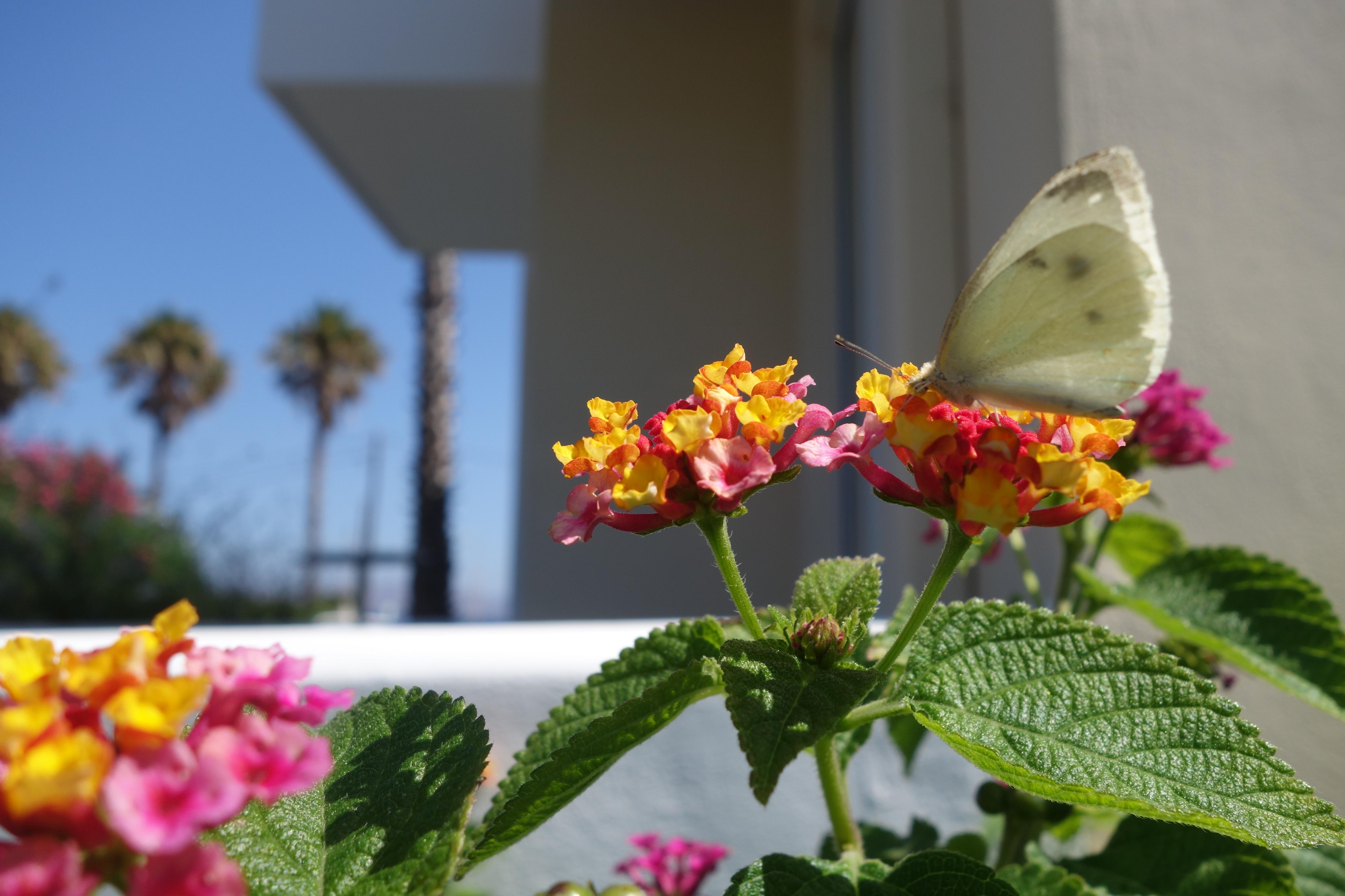 Andromeda Psalidi (Kos)