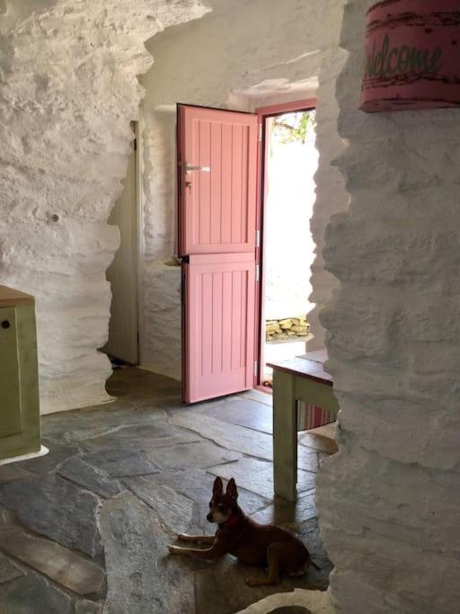 Owl's Nest/the Pink * Otzias