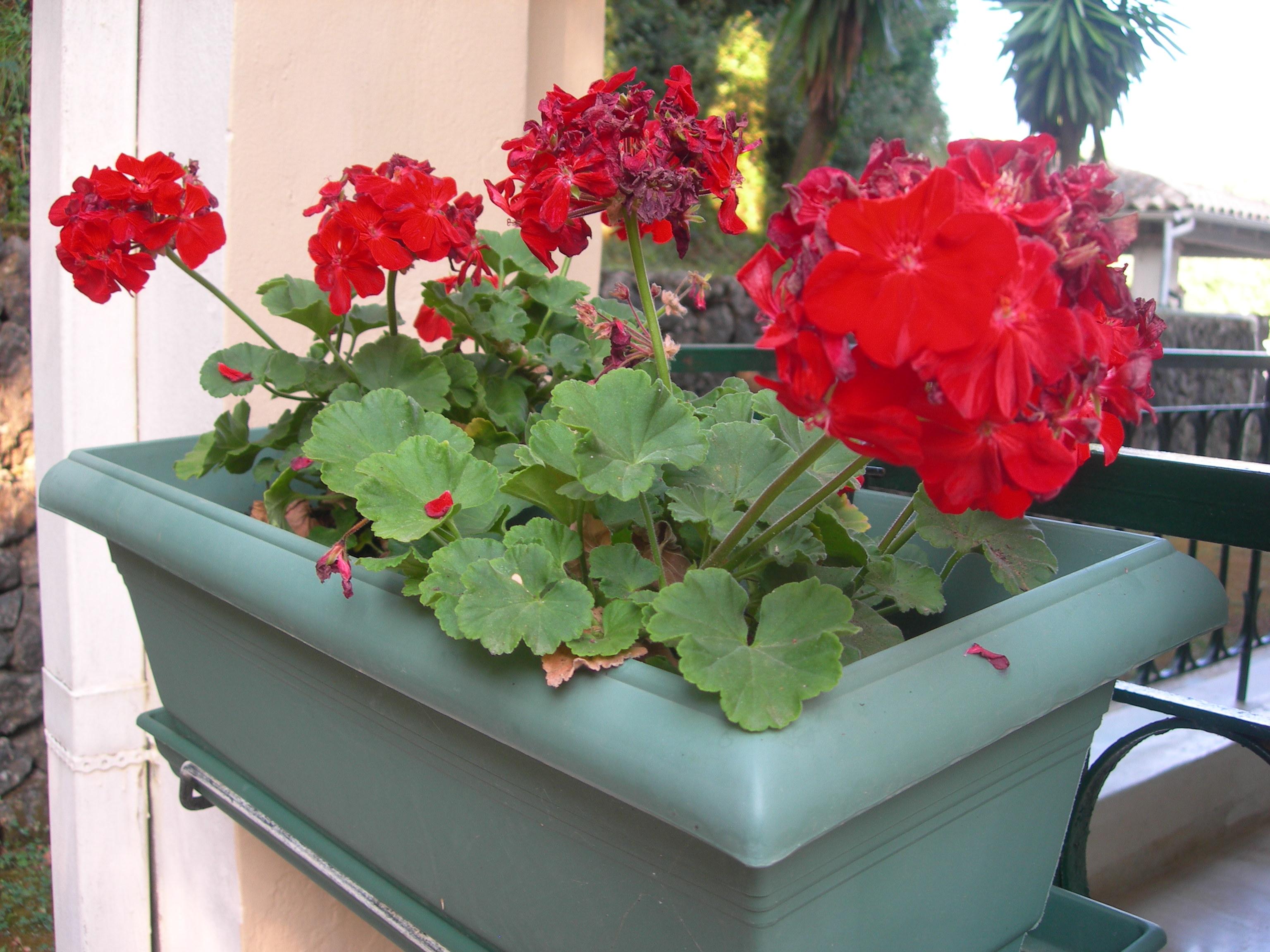 Aparthotel Karmar Dassia (Corfu)