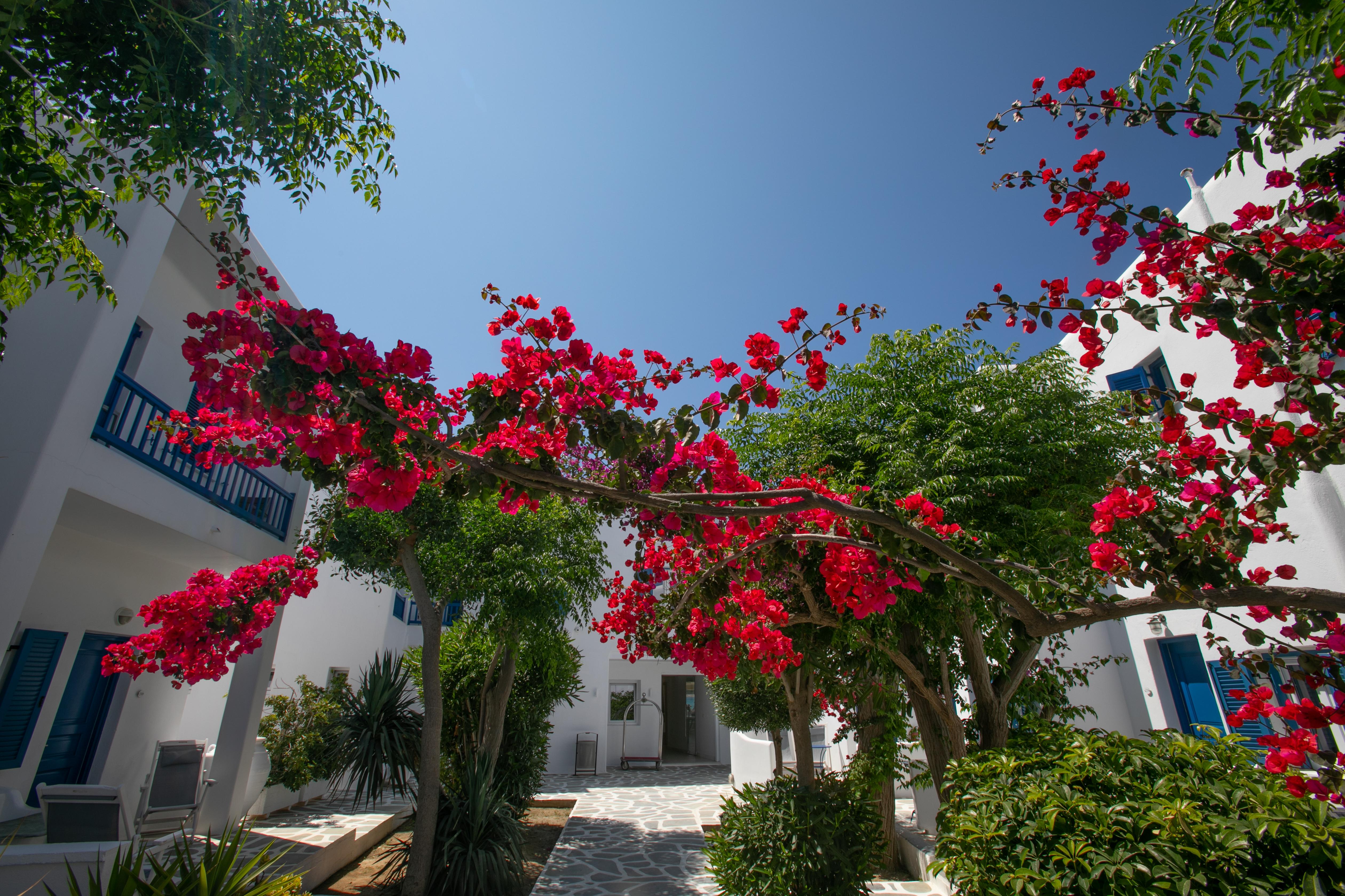 Acrogiali Beachfront Mykonos Hotel