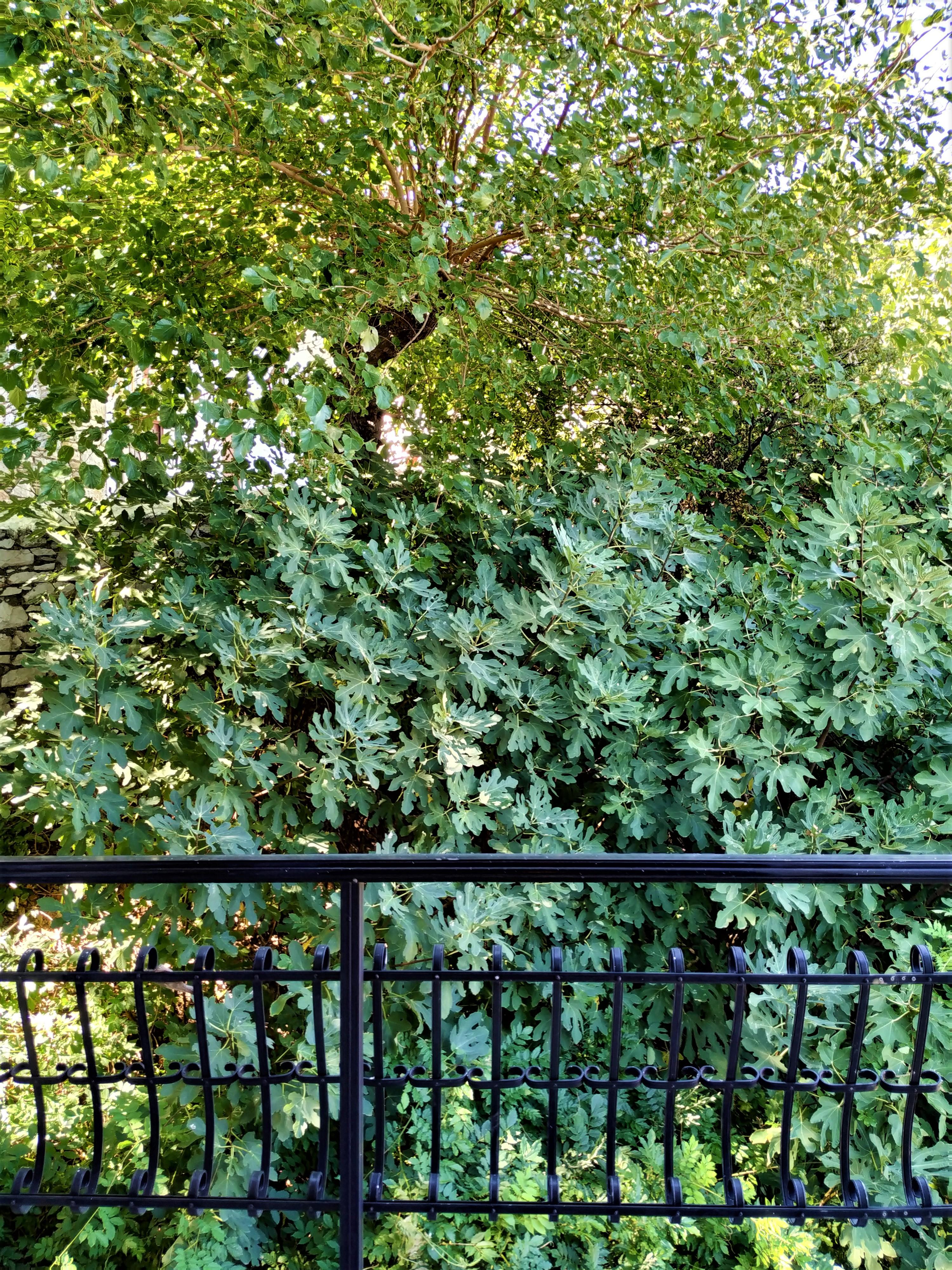 Guest house Argo