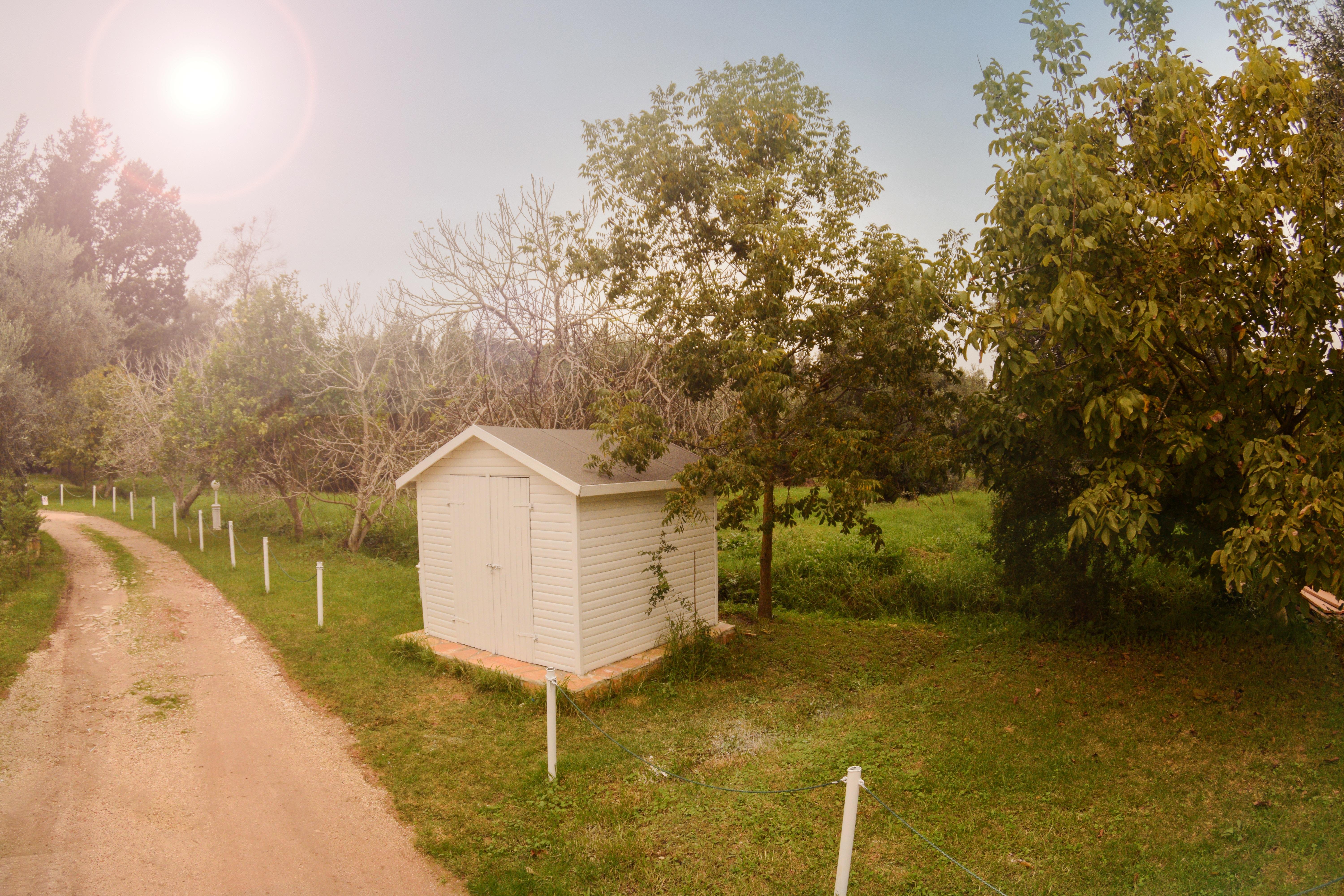Olive Grove