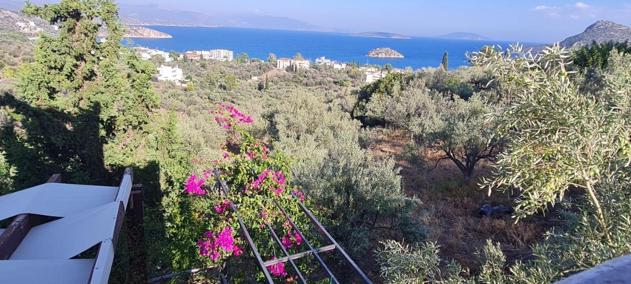 Stone House In Olive Grove * Tolo