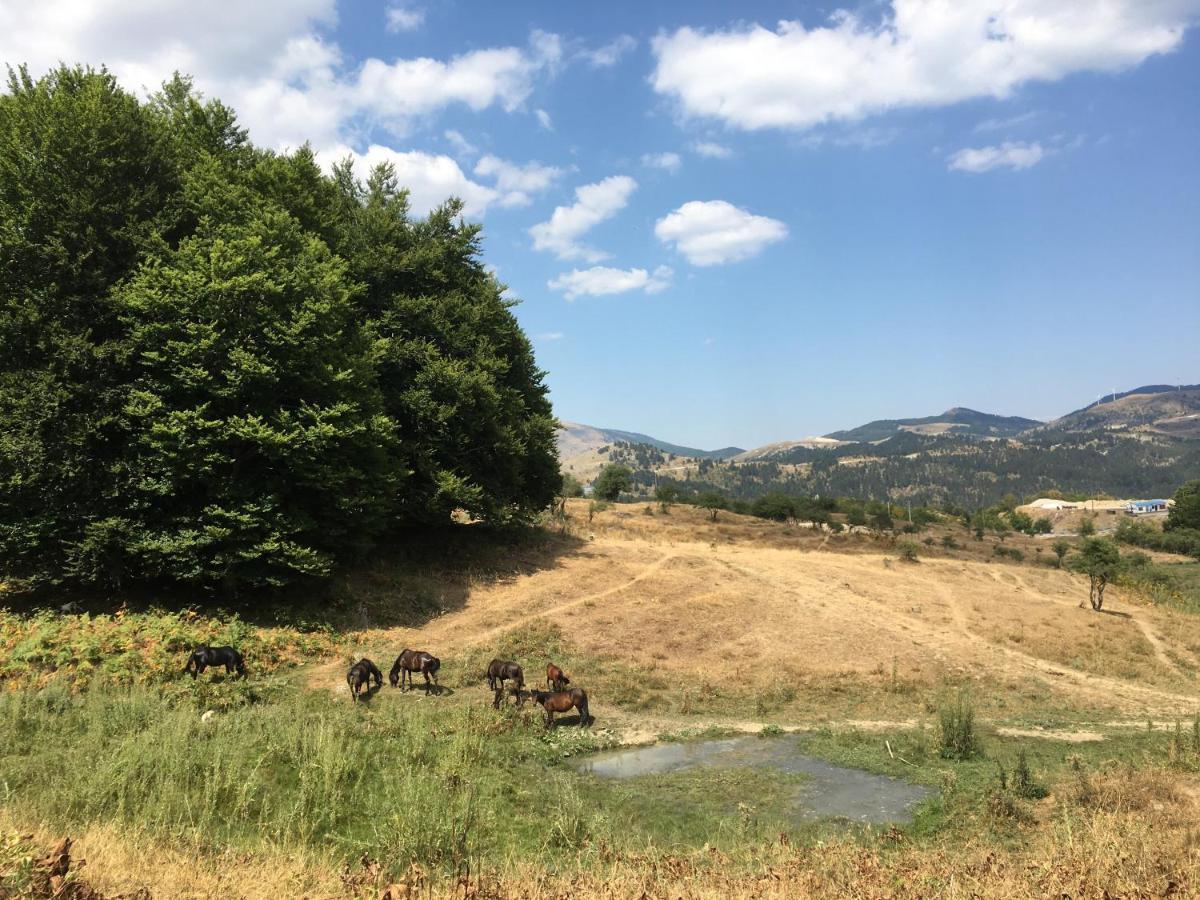 Katikia Zagori Guest house