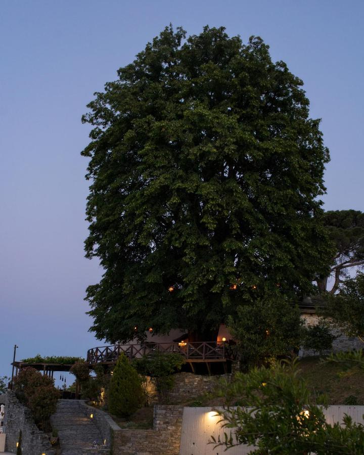 Tilia *