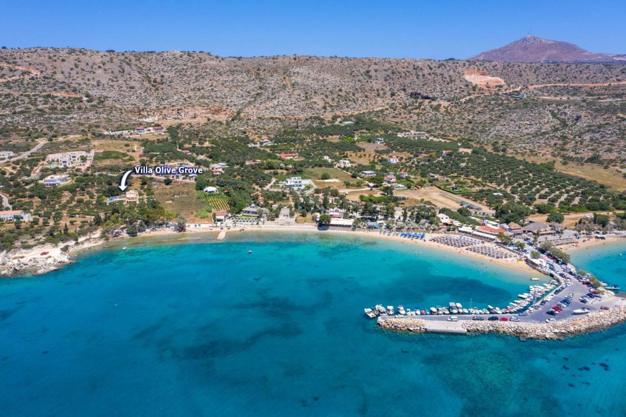 Olive Grove By