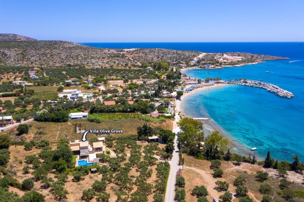 Olive Grove By Villa *