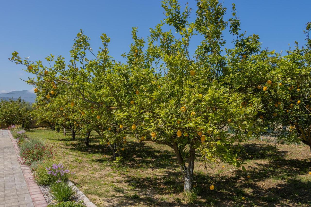 Lemon Tree *