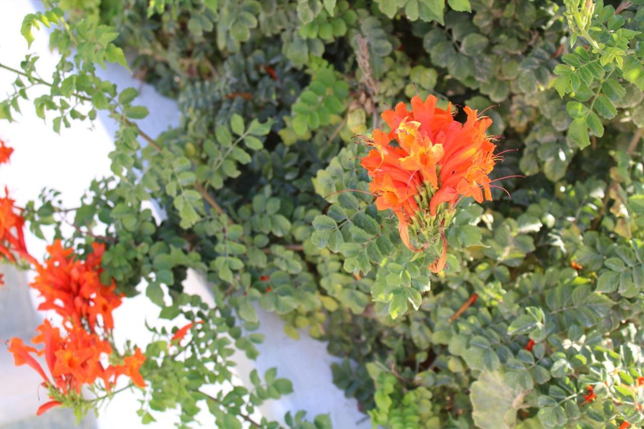 Aparthotel Crystal Naxos 1 At