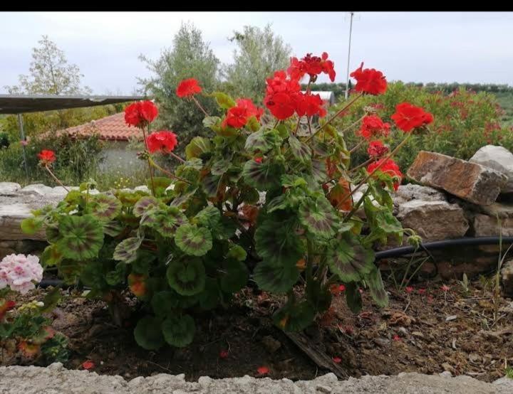 Maria Elena * Koroni (Messinia)
