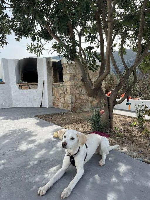 Kareshome-privacy-view * Panormos (Kalymnos)