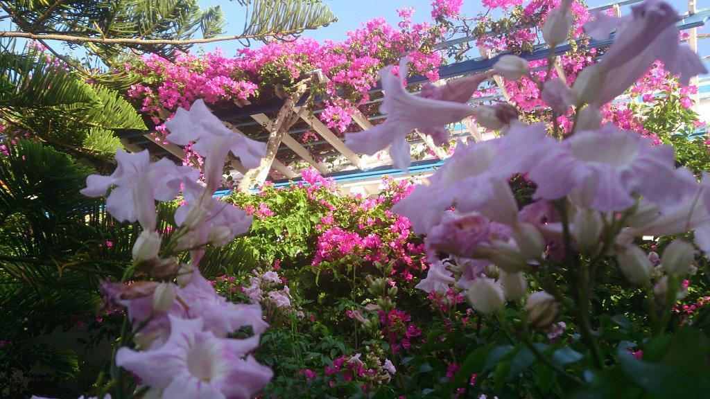 Aparthotel Angelika Alinda (Leros)