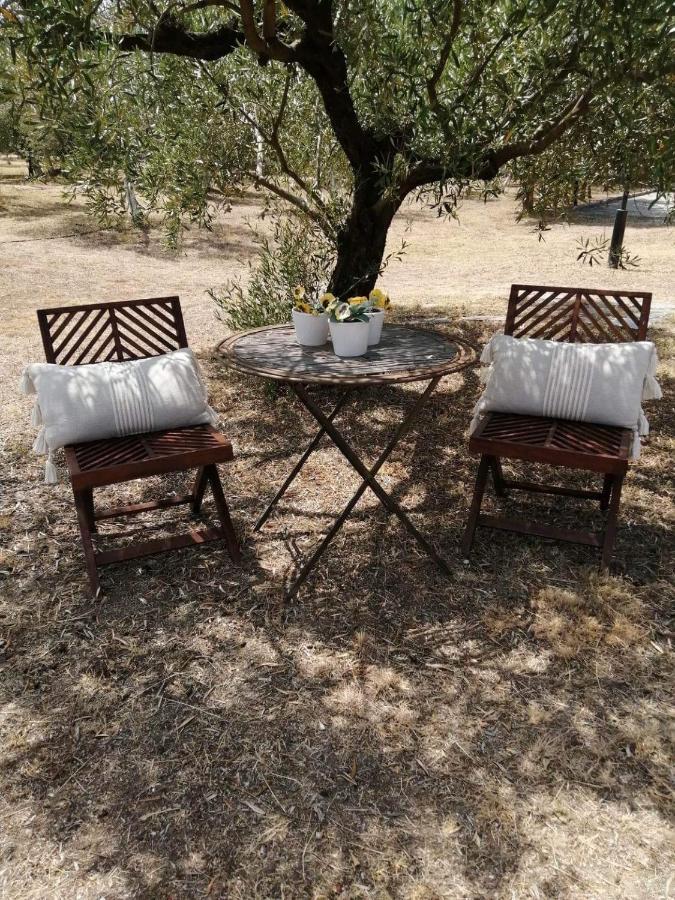 Zeusplace Olympus Olive 1 *