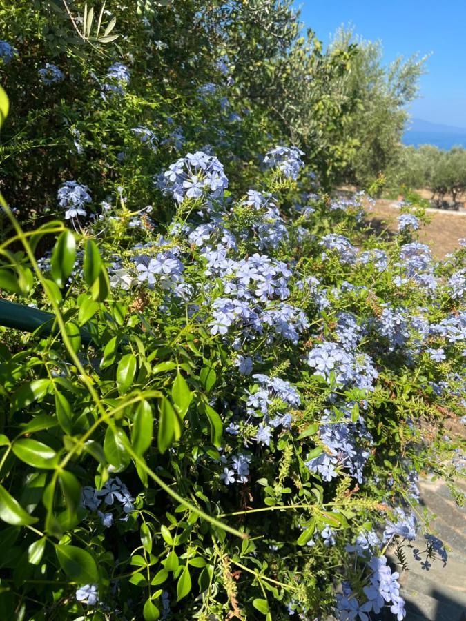 Pefnos