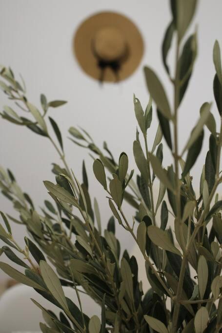 Myrtus