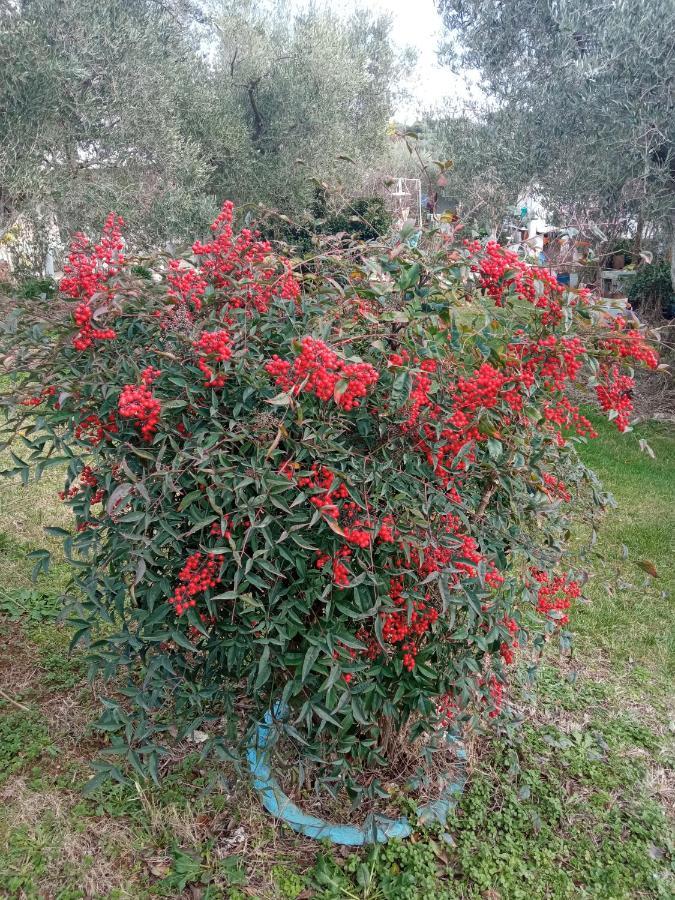 Bella-caza Makri