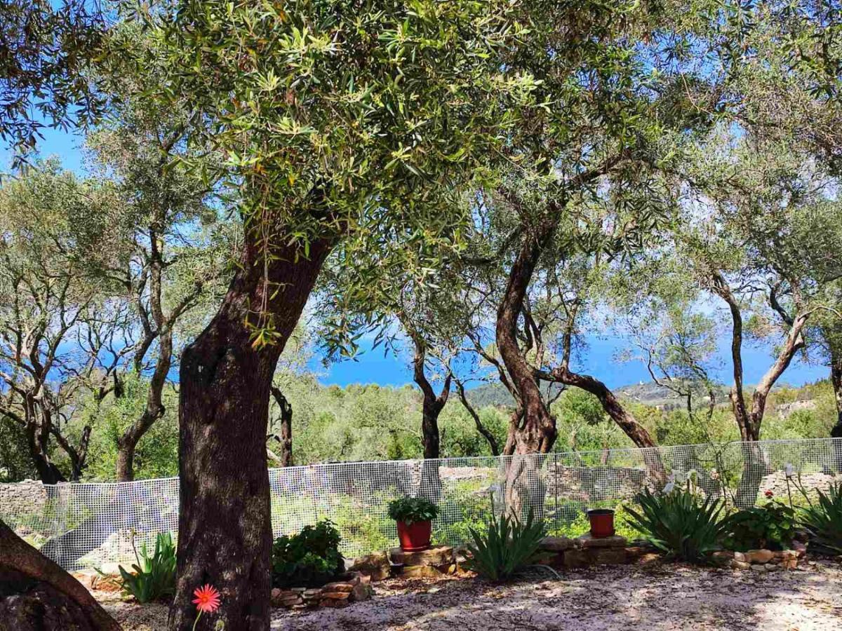 Olive Garden, Kastanida - Paxoi *