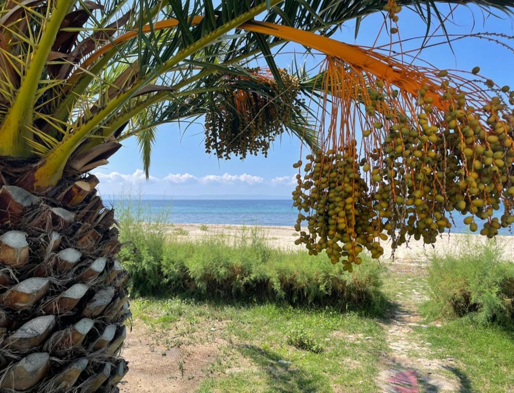 Stunning Beachfront For Rent * Metokhion Konstamonitou