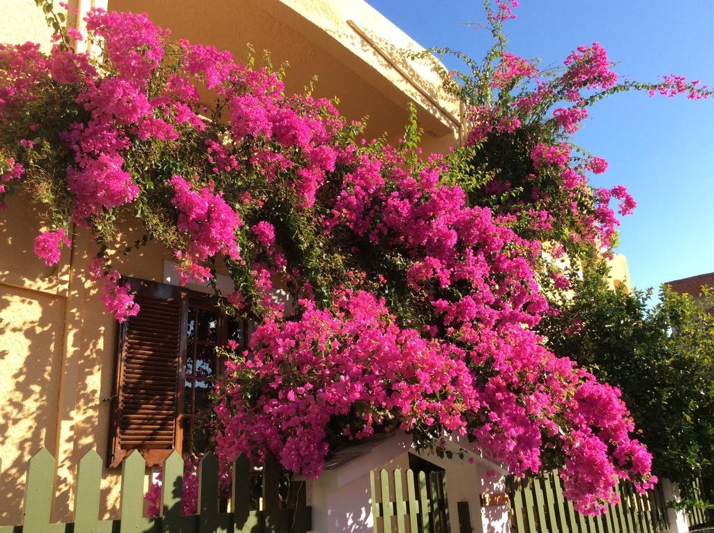 Eriketi Apartment Agia Marina (Aegina)