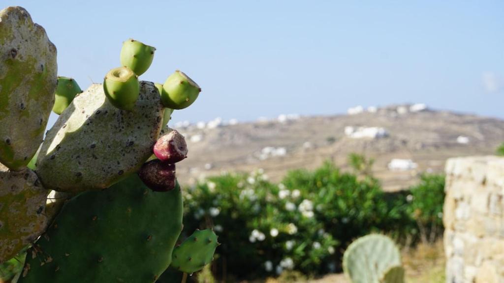 Villa Panormos Panorama Mykonos Town