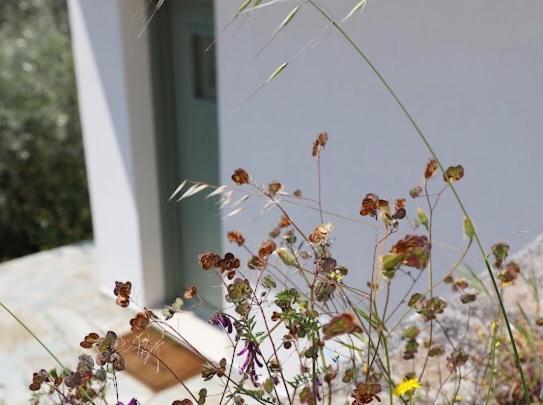 Apartment Little House In The Olive Grove *