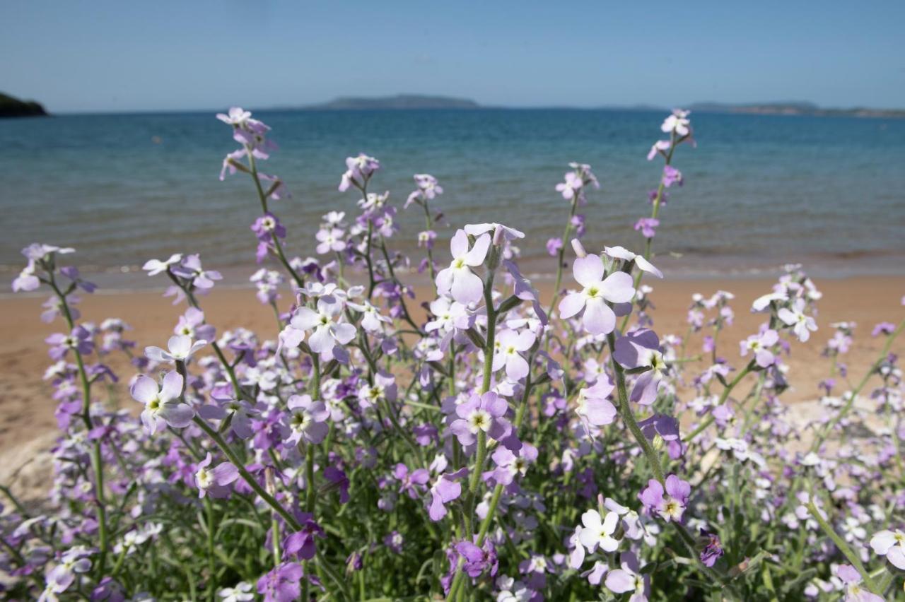 Asterias Finikounta