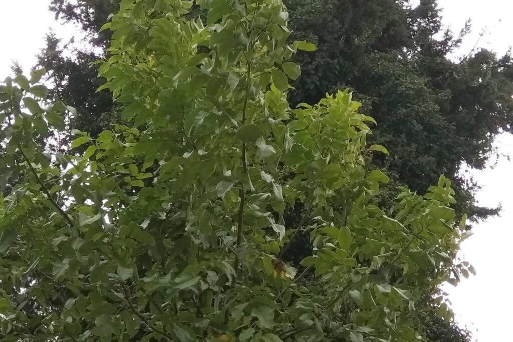 Apartment Forest Salonica *