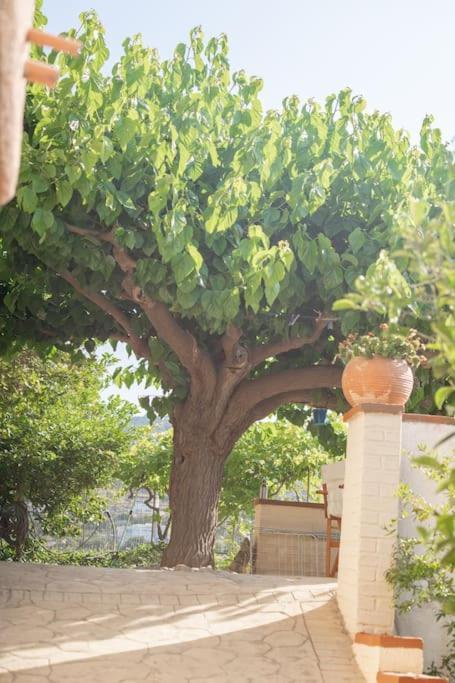 Villa Mulberry Tree *