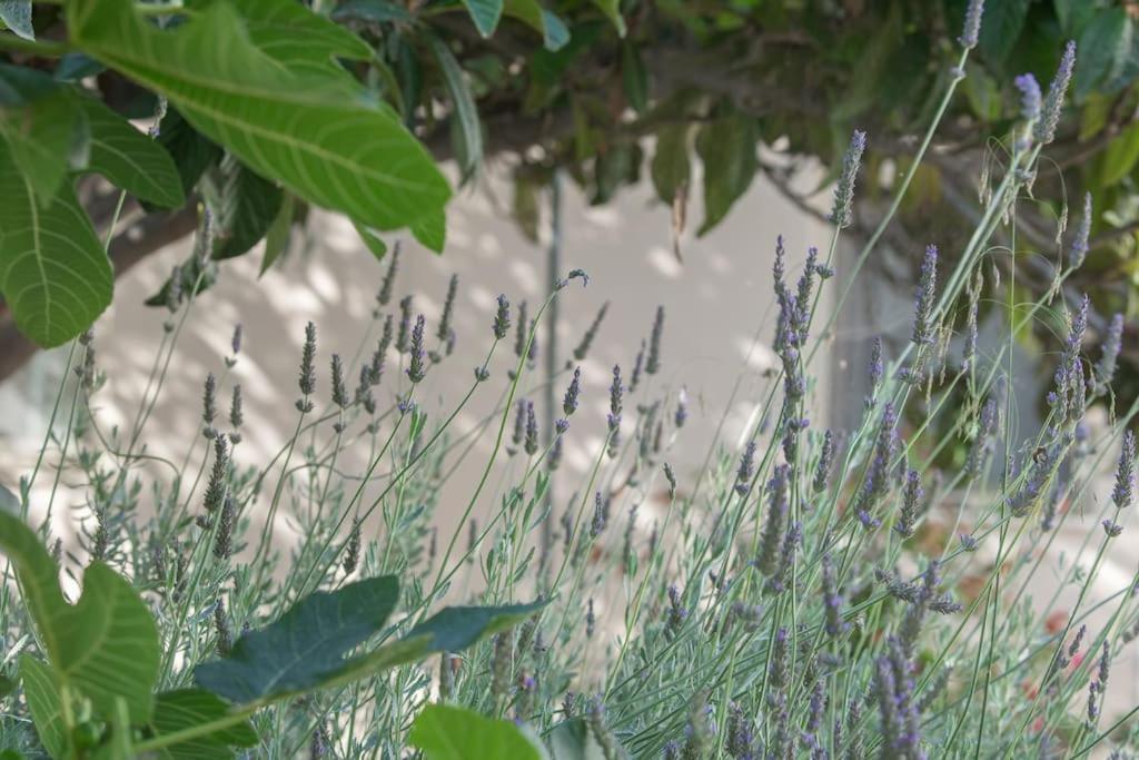 Mulberry Tree Villa *