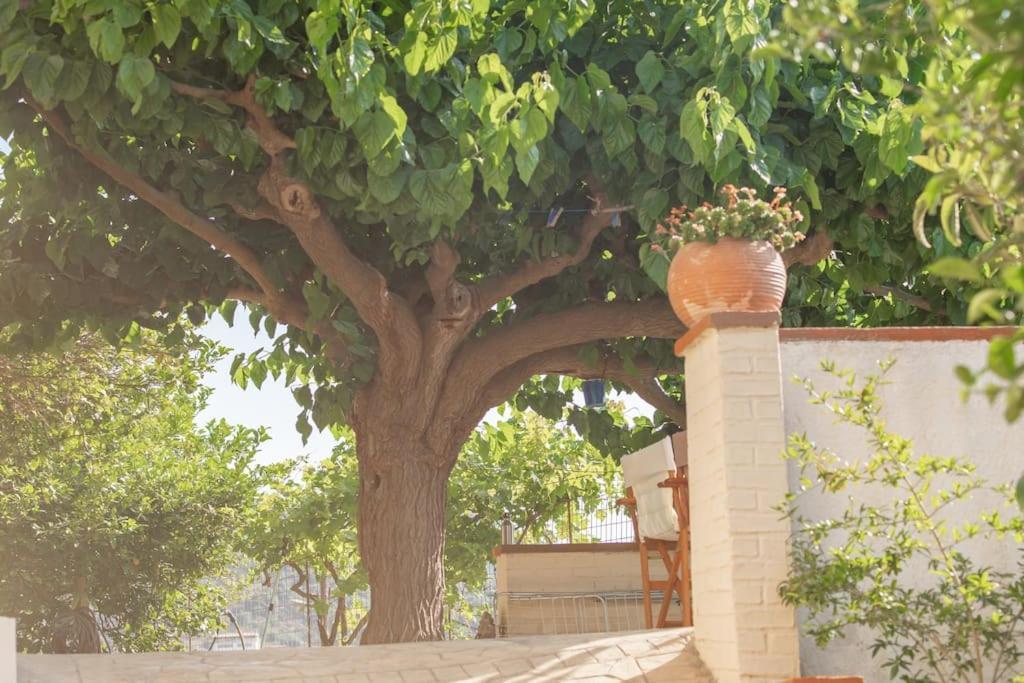 Villa Mulberry Tree