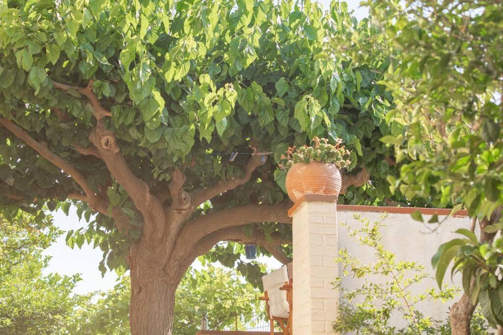Mulberry Tree *