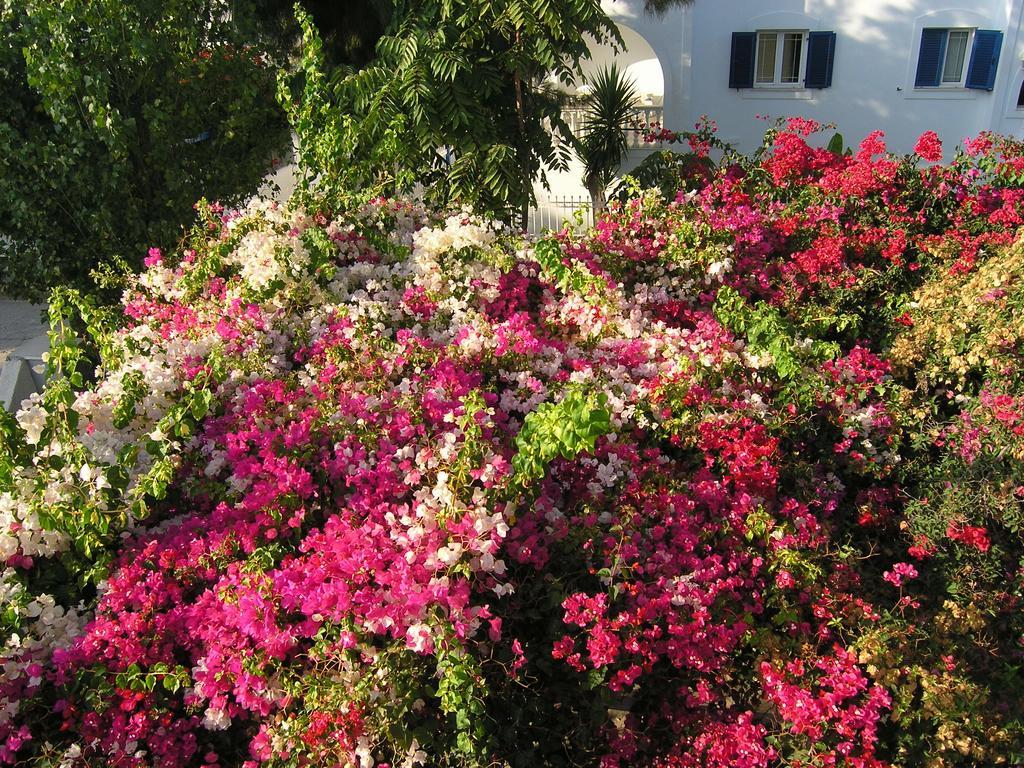 Chanioti Guest house Parikia (Paros)