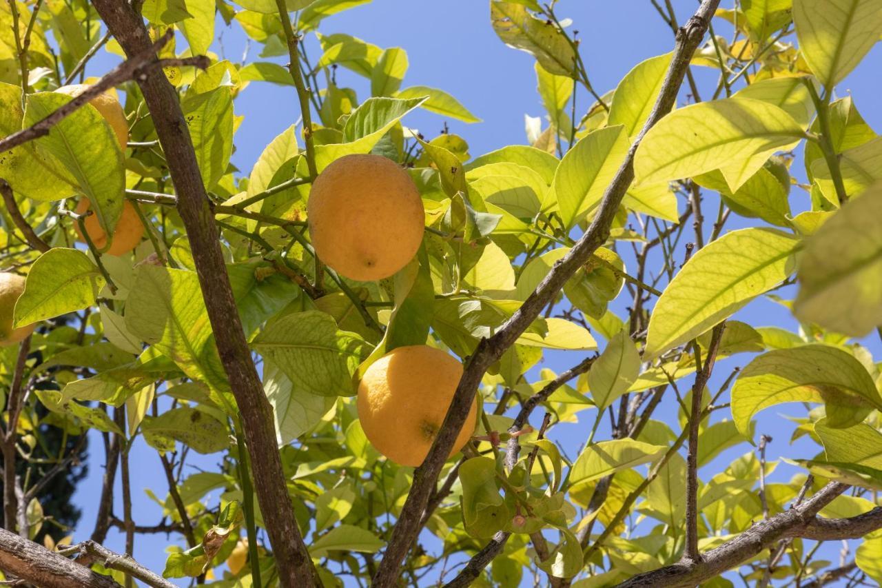 Lemon Tree House