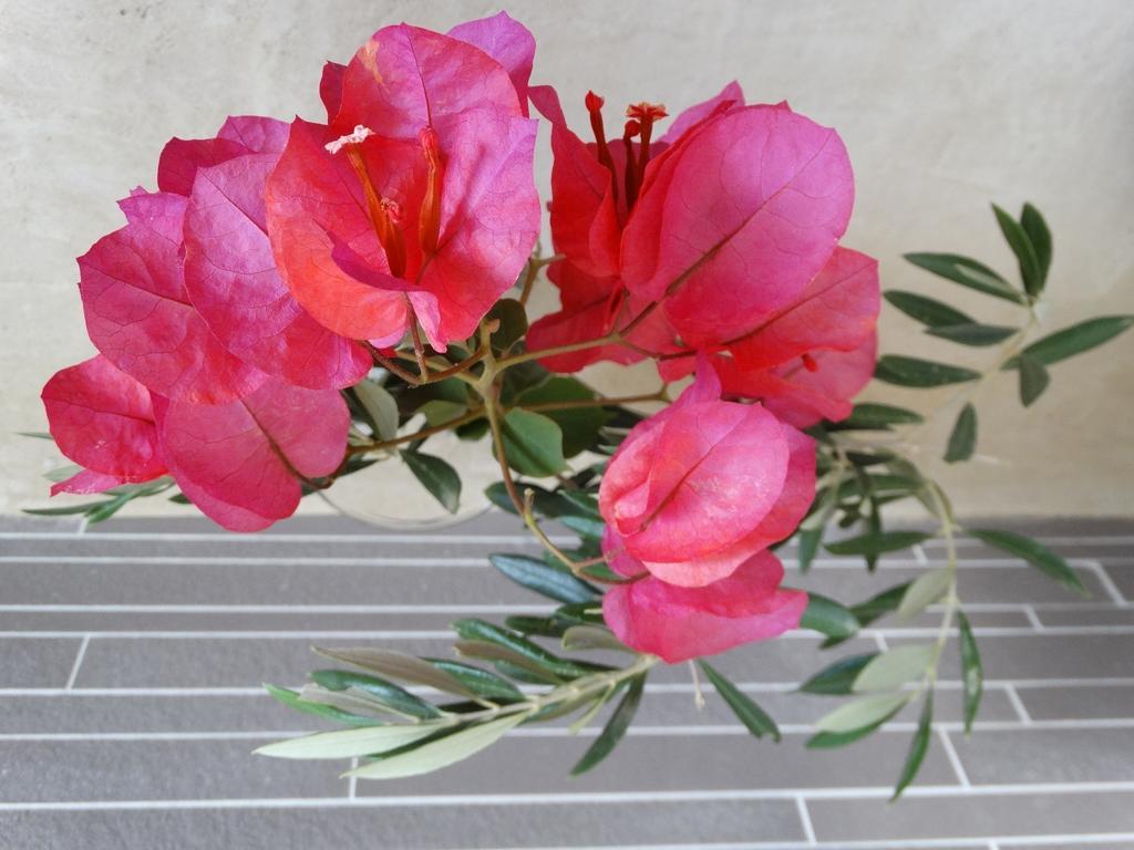 Guest house Naxos Oceamo