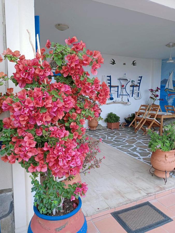 Apartment Alexia House