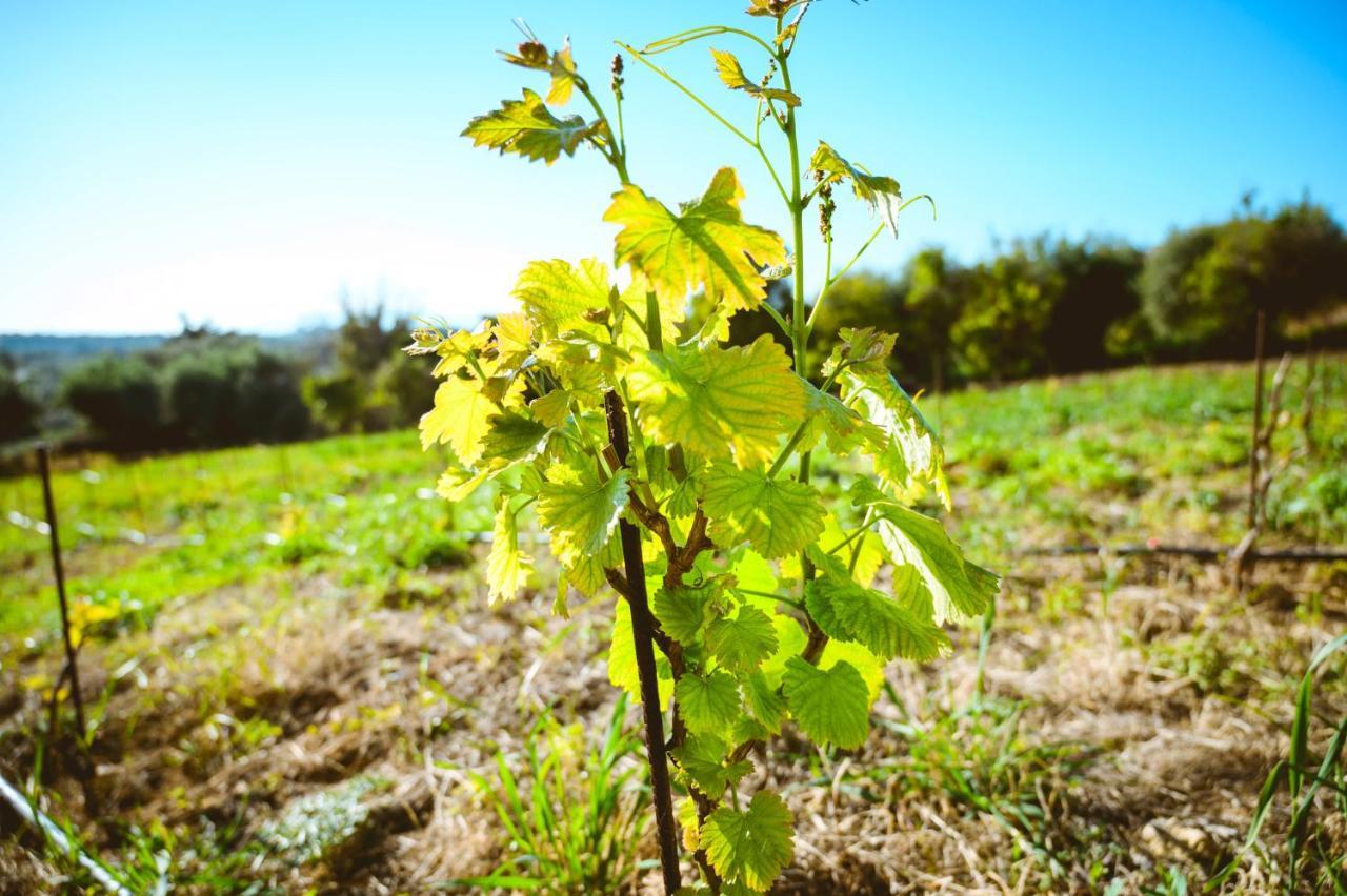 Nikola's Vineyard *