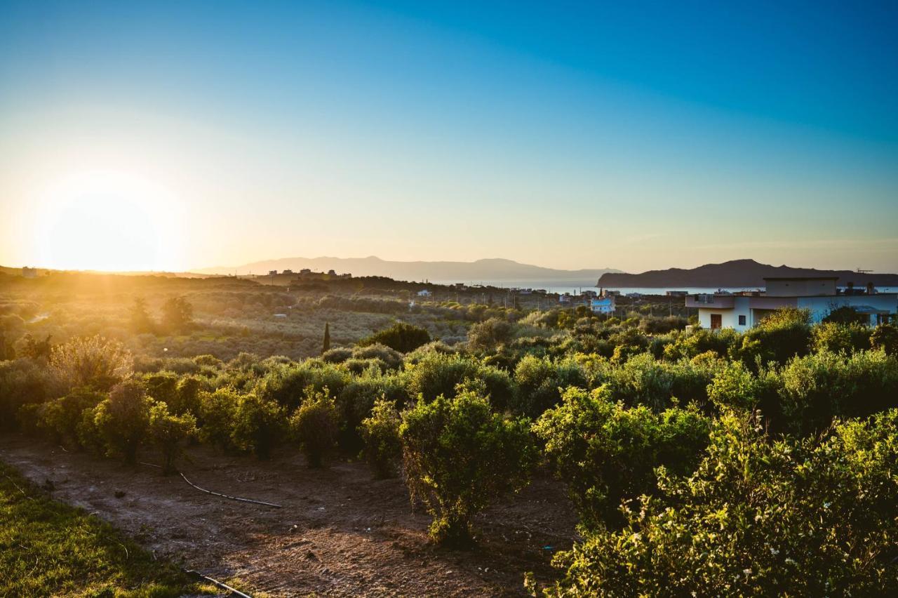 Nikola's Vineyard Agia (Chania, Crete)