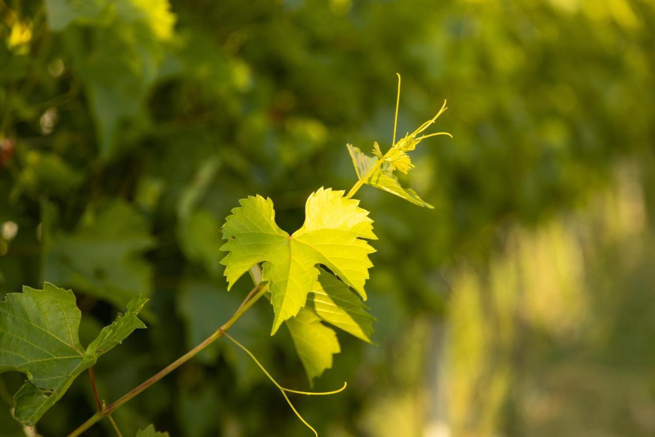 Vineyard * Palairos