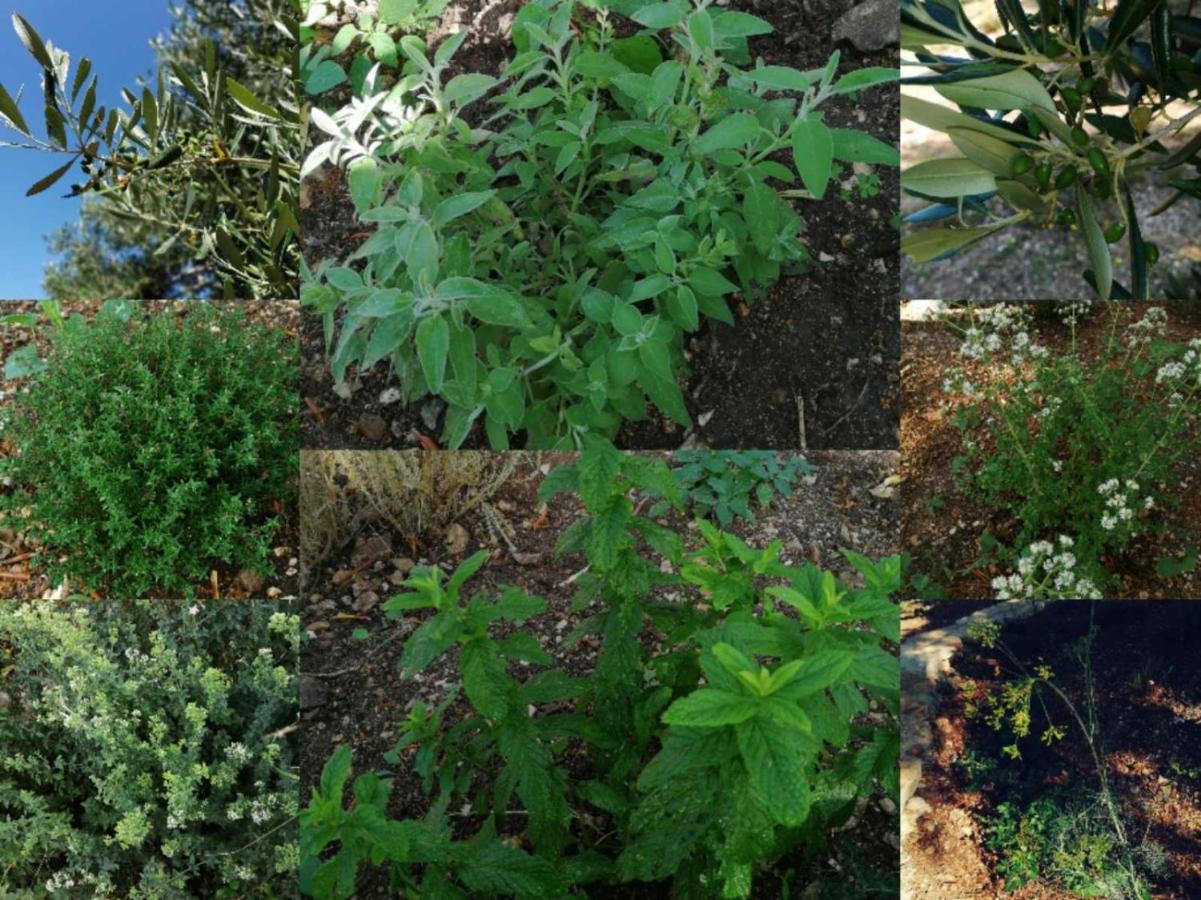 Campsite Terraoliva&herbs *