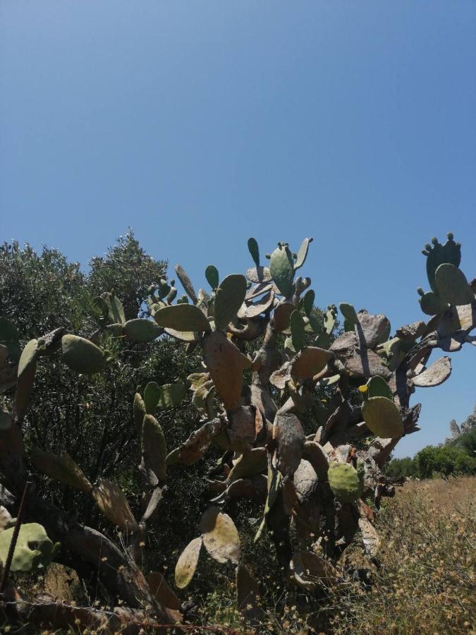 Terraoliva&herbs Vatos
