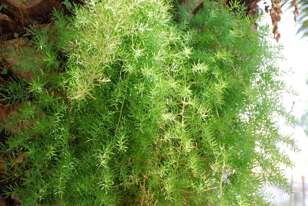 Santa Catalina * Kalyves Polygyrou
