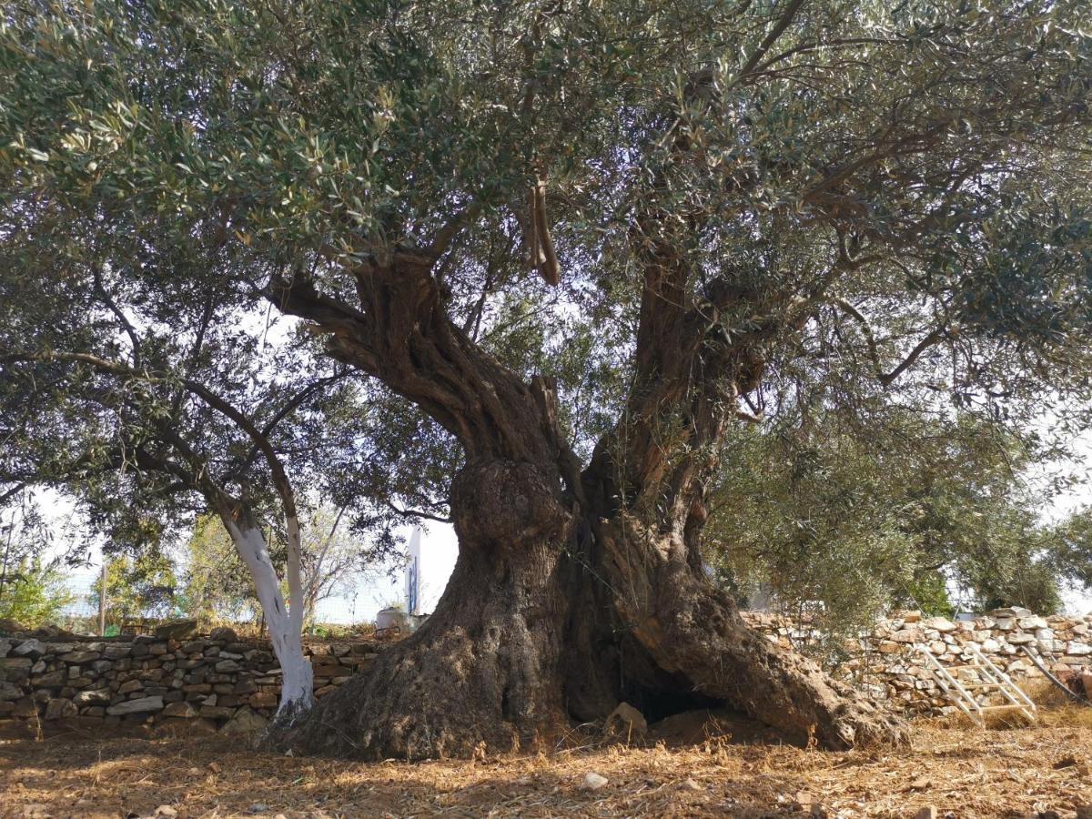 Ktima Elea Andiparos