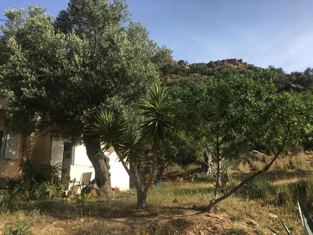 An Oliven Agia Galini (Crete)