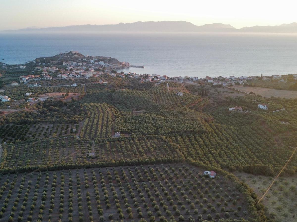 Olive Tree Elia (Laconia)