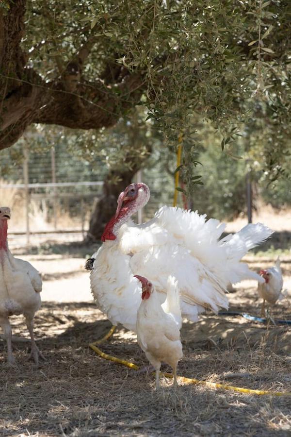 Enada & Olive Farm *