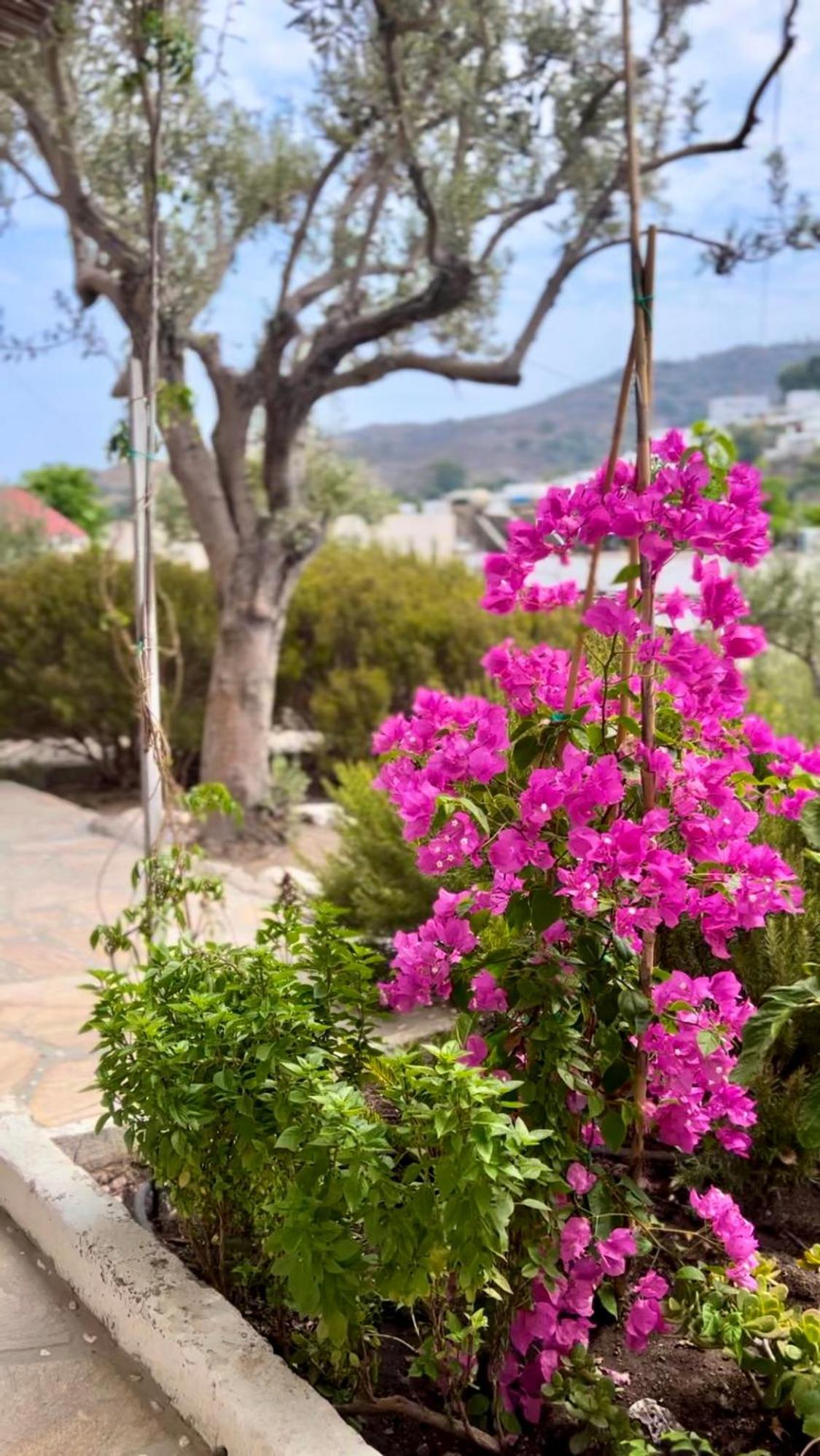 Mistral-patmos * Skala (Patmos)