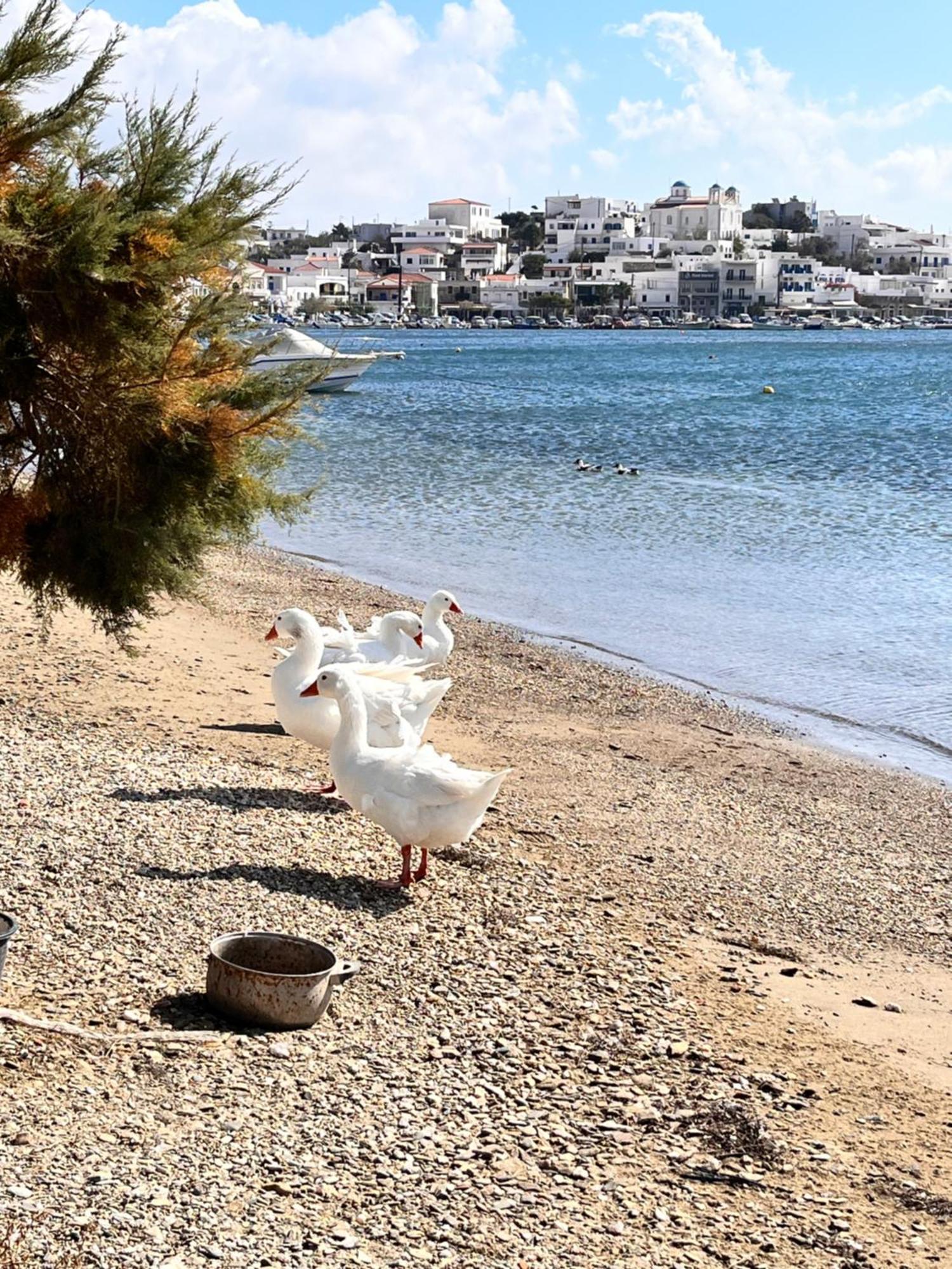 Sea Senses Andros - A Beachfront Retreat Apartment Gavrio